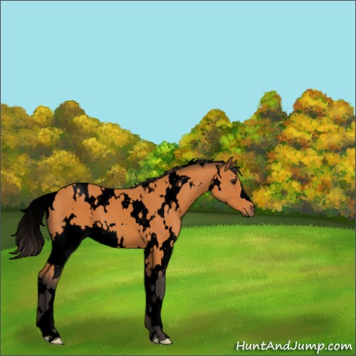 Horse Color:Void White Spotted Buckskin 