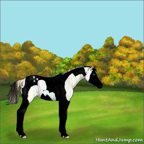 Horse Color:Void Perlino Ice Splash Tobiano 