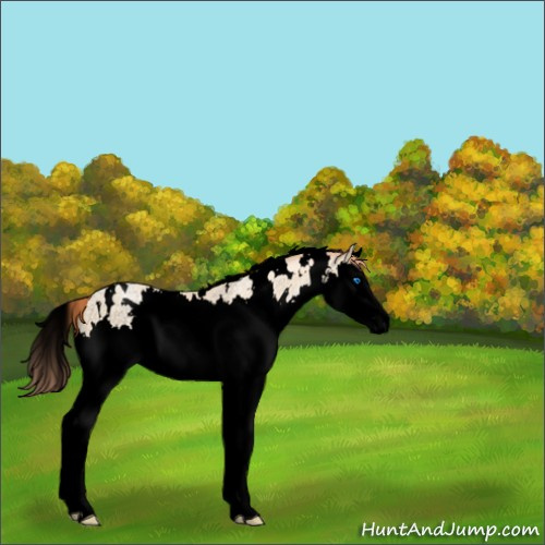 Horse Color:Void White Spotted Amber Cream Champagne Pearl Splash Rabicano 