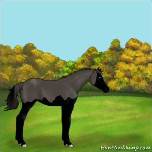 Horse Color:Void Smoky Black Splash 