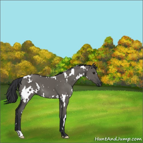 Horse Color:White Spotted Grullo 