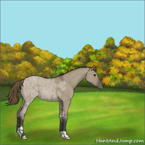 Horse Color:Smoky Grullo Ice Sabino Appaloosa 