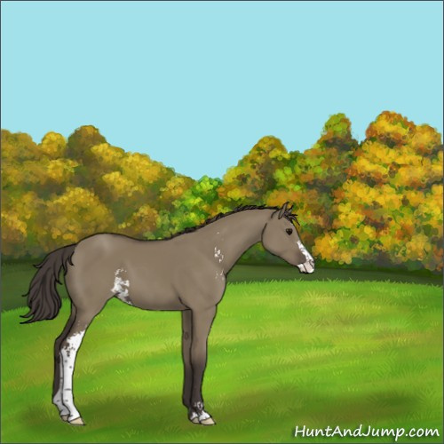 Horse Color:Smoky Grullo Sabino 