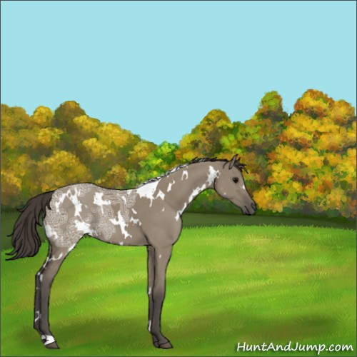 Horse Color:White Spotted Smoky Grullo Ice 