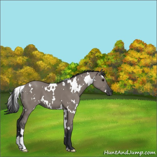 Horse Color:White Spotted Grullo 