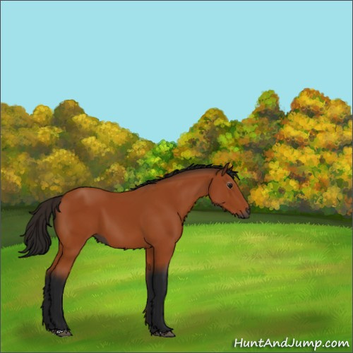 Horse Color:Gray Bay 