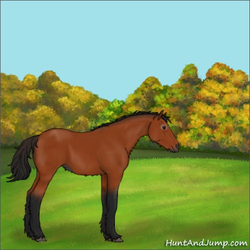 Horse Color:Gray Bay 