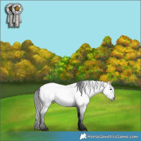 Horse Color:Gray Blue Roan Near Fewspot 
