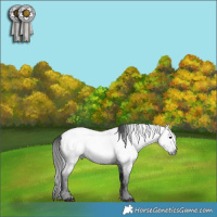 Horse Color:Gray Blue Roan Appaloosa