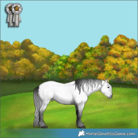 Horse Color:Gray Blue Roan Appaloosa