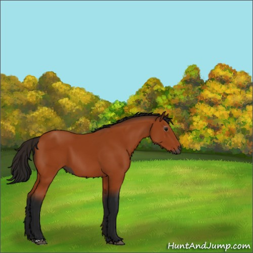 Horse Color:Gray Bay 