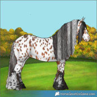 Horse Color:Bay Appaloosa 