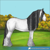 Horse Color:White Spotted Black 