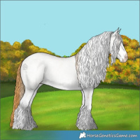 Horse Color:White Spotted Chestnut