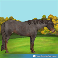 Horse Color:Liver Chestnut Varnish 