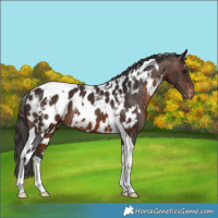 Horse Color:White Spotted Brown Tobiano Near Leopard Rabicano 