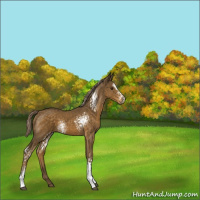 Horse Color:White Spotted Chocolate Palomino Sabino Rabicano 