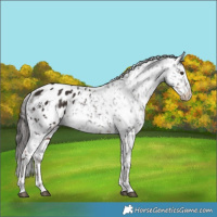 Horse Color:White Spotted Liver Chestnut Appaloosa