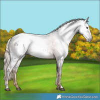 Horse Color:Gray White Spotted Chocolate Palomino Rabicano 