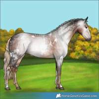 Horse Color:Gray White Spotted Chocolate Palomino Rabicano 