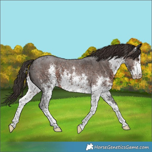 Horse Color:White Spotted Liver Chestnut Sabino 
