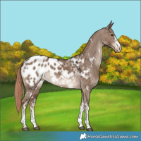 Horse Color:White Spotted Liver Red Dun Appaloosa 