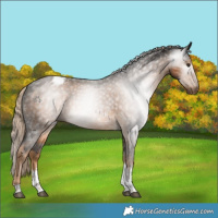Horse Color:Gray Chocolate Palomino Sabino Tobiano Appaloosa Rabicano 
