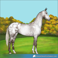 Horse Color:Gray White Spotted Chestnut Sabino Appaloosa 