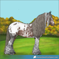 Horse Color:Gray Liver Chestnut Mushroom Sabino Tobiano Appaloosa Rabicano 