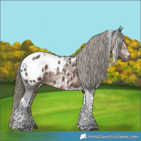 Horse Color:Gray Liver Chestnut Mushroom Sabino Tobiano Appaloosa Rabicano