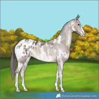 Horse Color:White Spotted Liver Red Dun Sabino Appaloosa Brindle 
