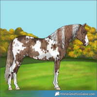 Horse Color:White Spotted Liver Red Dun Brindle 