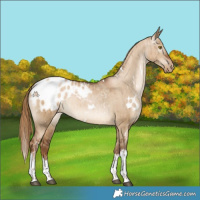 Horse Color:Gray White Spotted Liver Red Dun Pearl Appaloosa Brindle 
