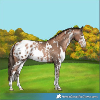 Horse Color:Gray White Spotted Liver Chestnut Pearl Sabino Blanket Rabicano 
