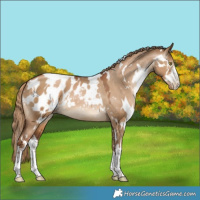 Horse Color:Gray White Spotted Liver Red Dun Pearl Appaloosa 
