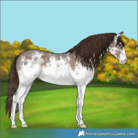 Horse Color:White Spotted Liver Chestnut Sabino Appaloosa Rabicano 