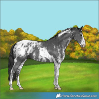 Horse Color:Black Sabino Tobiano Appaloosa 