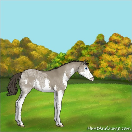 Horse Color:Smoky Grullo Ice Sabino Splash 