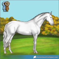 Horse Color:Gray Gold Champagne Near Leopard  and Gray Gold Champagne Blanket 