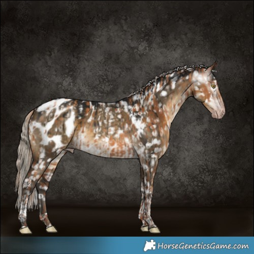 Horse Color:Gray Gold Champagne Appaloosa  and Gray Silver Smoky Grullo Tobiano Appaloosa Brindle 