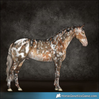 Horse Color:Gray Gold Champagne Appaloosa and Gray Silver Smoky Grullo Tobiano Appaloosa Brindle