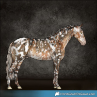 Horse Color:Gray Gold Champagne Appaloosa and Gray Silver Smoky Grullo Tobiano Appaloosa Brindle
