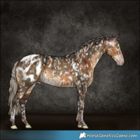 Horse Color:Gray Gold Champagne Appaloosa and Gray Silver Smoky Grullo Tobiano Appaloosa Brindle