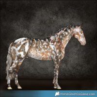 Horse Color:Gray Gold Champagne Near Leopard  and Gray Silver Smoky Grullo Tobiano Blanket Brindle 