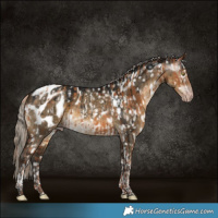 Horse Color:Gray Gold Champagne Appaloosa and Gray Silver Smoky Grullo Tobiano Appaloosa Brindle