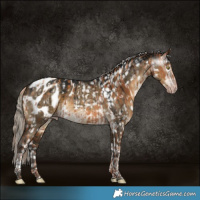 Horse Color:Gray Gold Champagne Appaloosa  and Gray Silver Smoky Grullo Tobiano Appaloosa Brindle 
