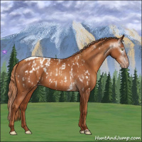 Horse Color:Gray Gold Champagne Appaloosa  and Gray Gold Champagne Appaloosa 