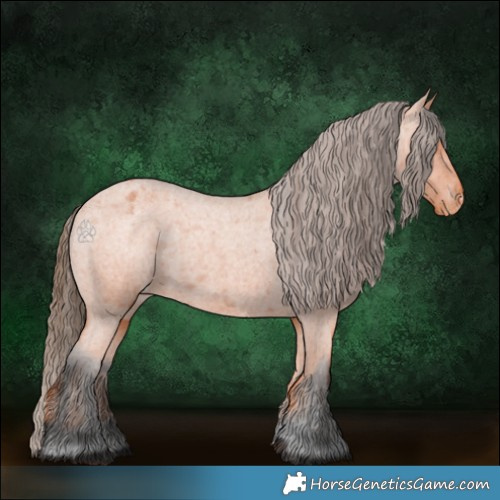 Horse Color:Bay Roan Appaloosa 