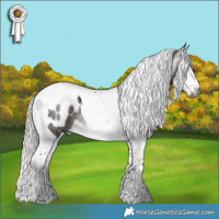 Horse Color:Gray Silver Brown Splash Tobiano Appaloosa