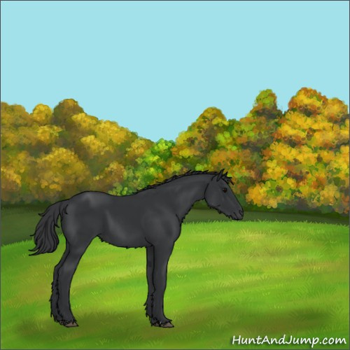 Horse Color:Black  and Black Rabicano 